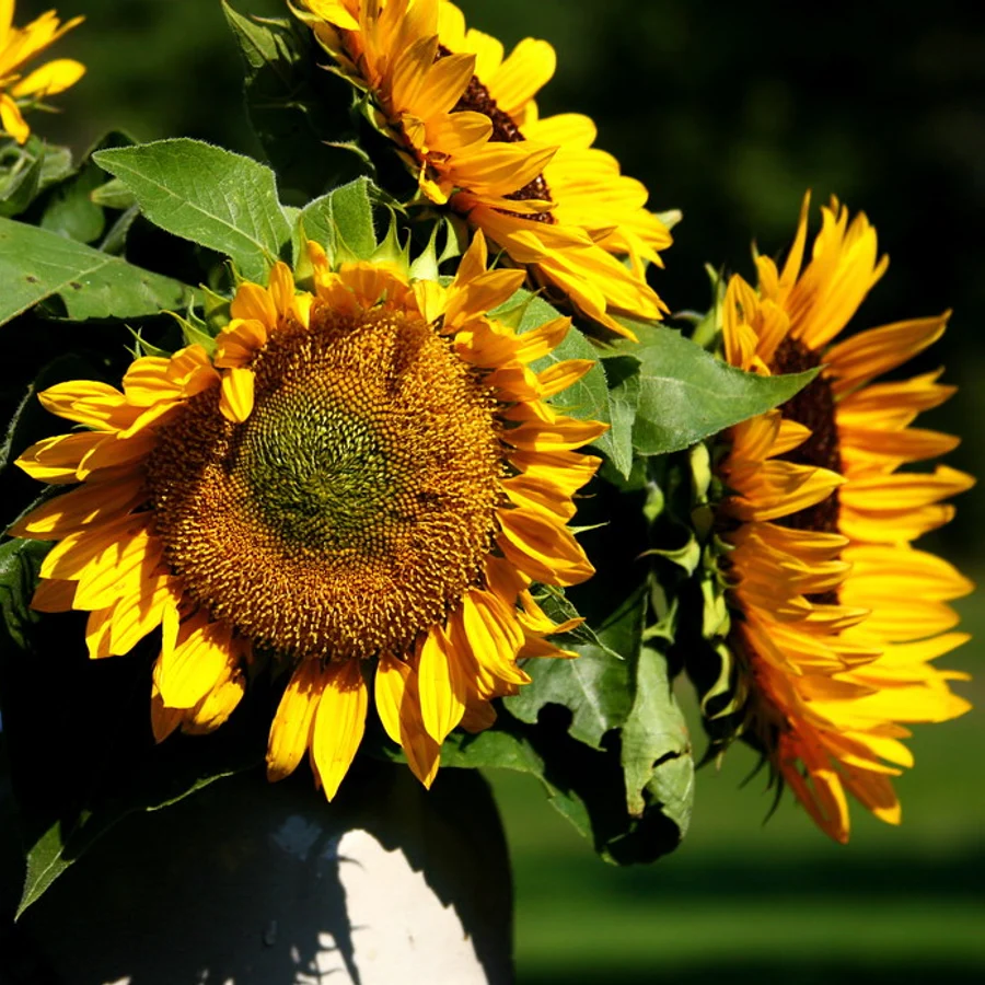 Ramo de girasoles