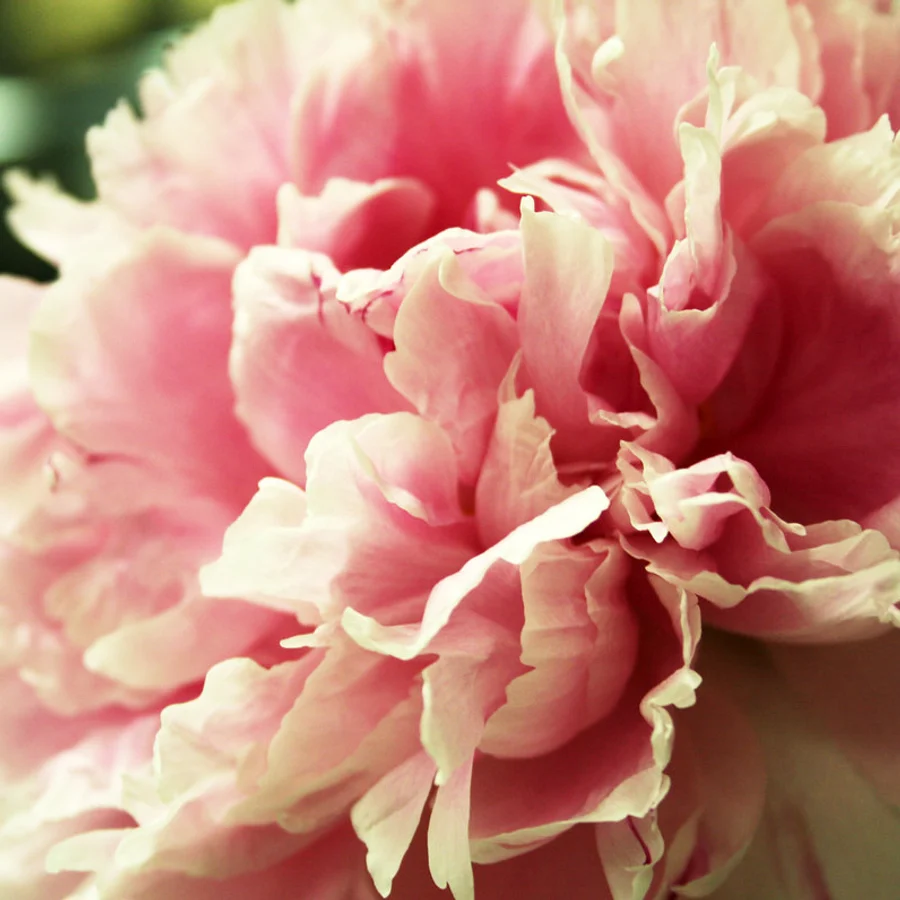 Bouquet de peonías y flores de temporada